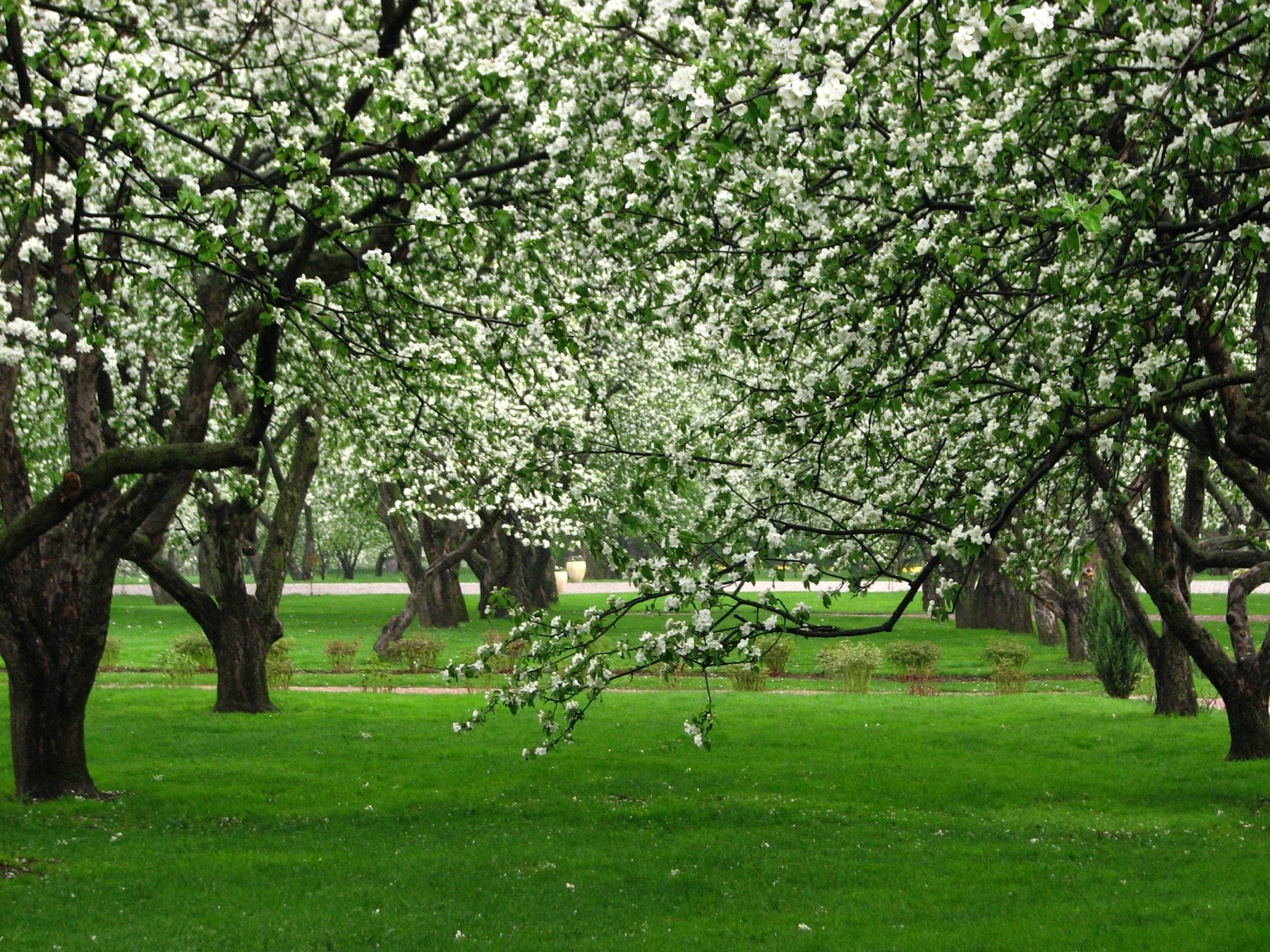 Яблоневый сад Майкоп