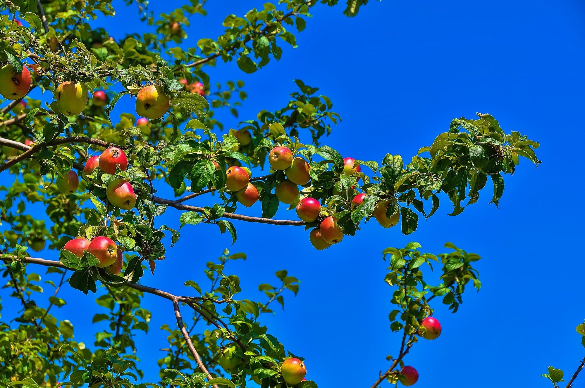Коломенское сады яблони