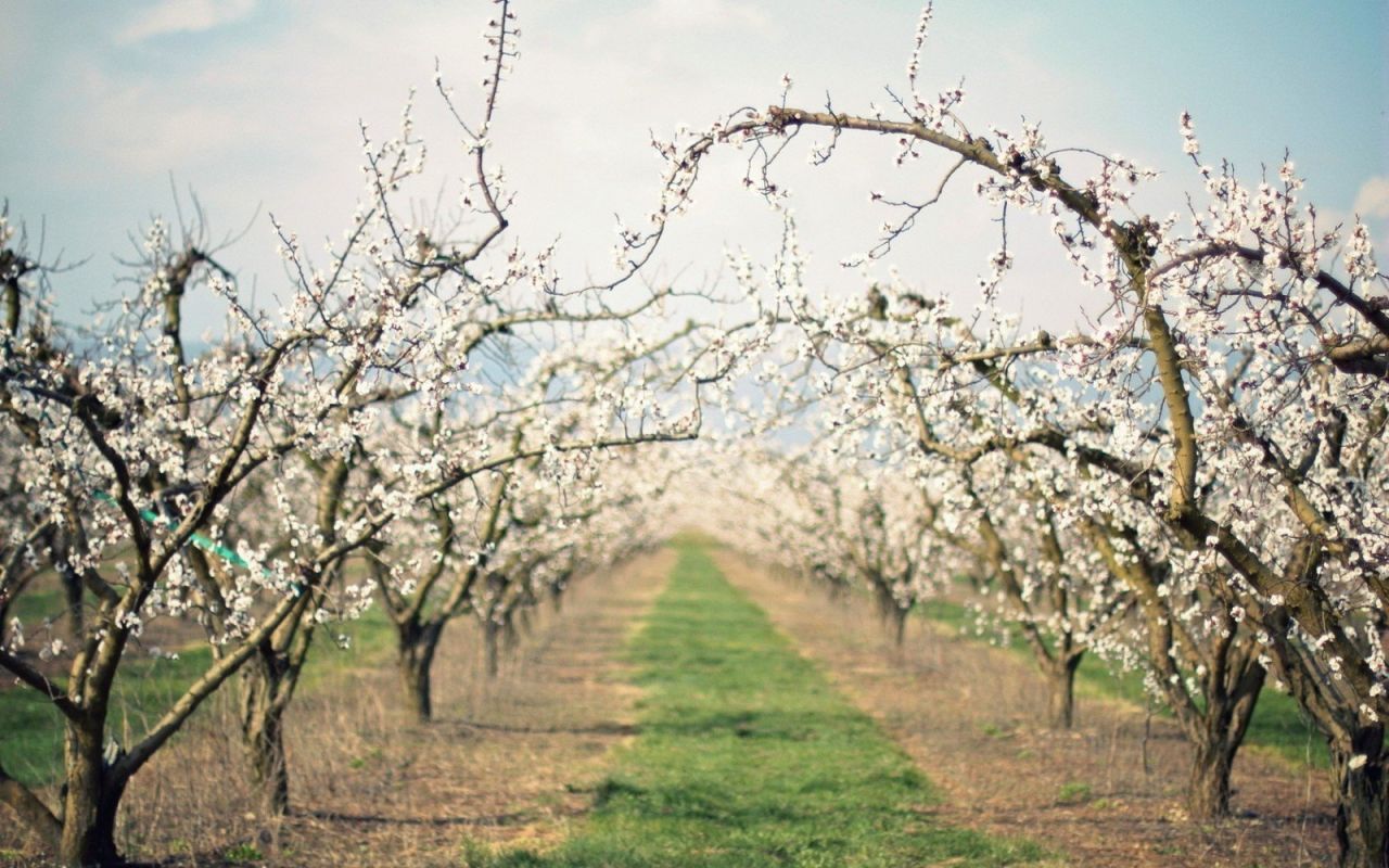 Яблоневый сад яблоня цветет