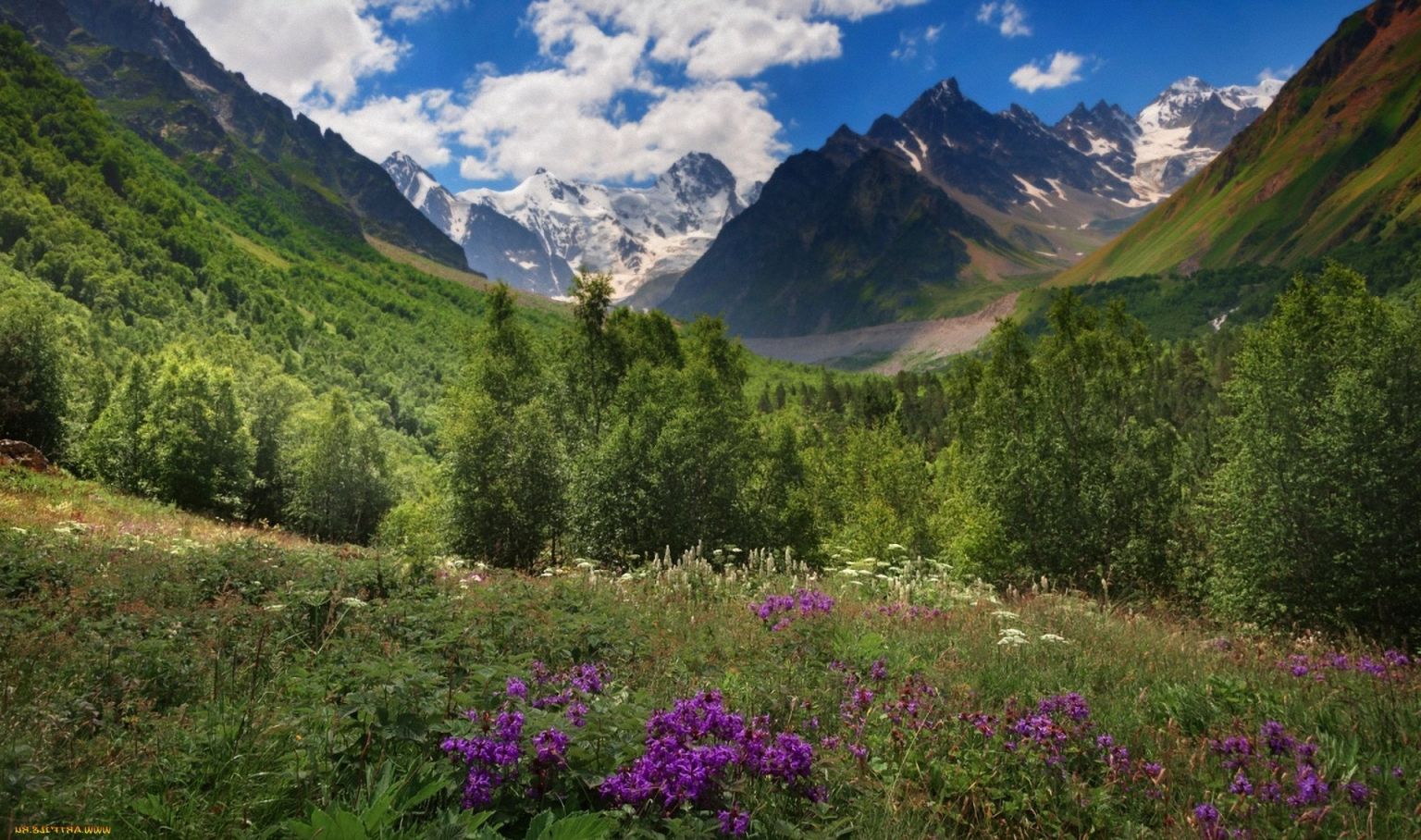 Лес в горах Кавказа