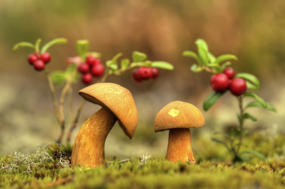 Обои грибной мир
