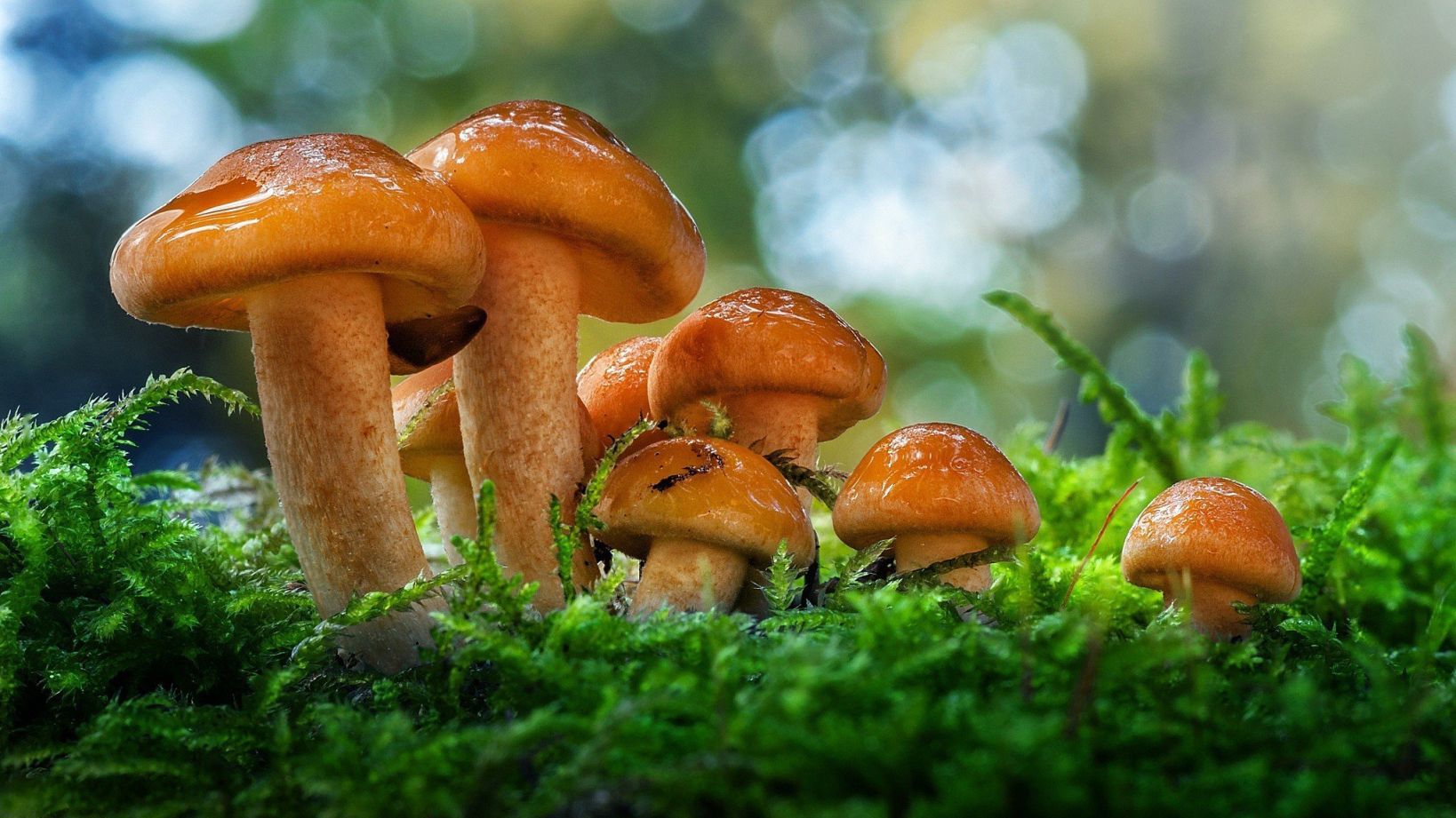 Красивая природа с грибами