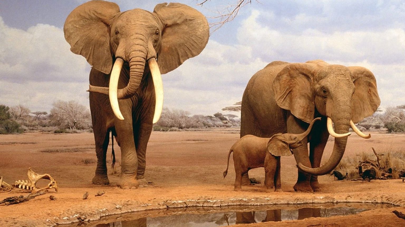 Африканский кустарниковый слон