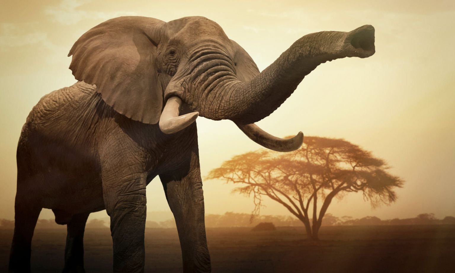 Североафриканский слон вымерший