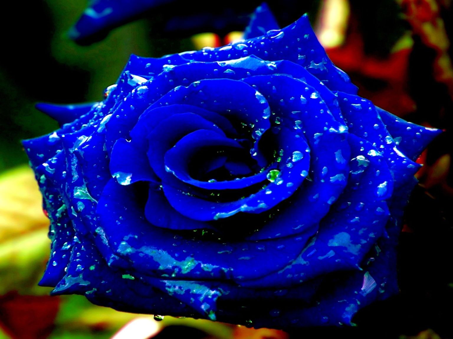 Темно синие розы