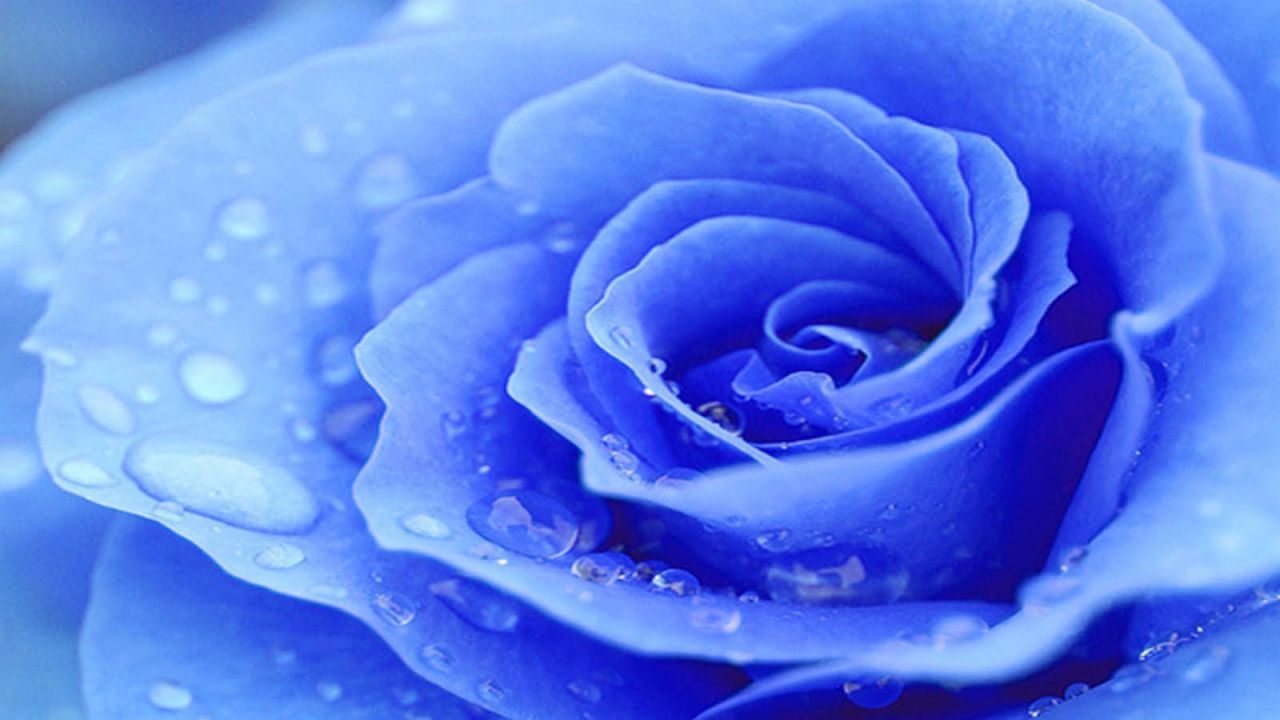 Синие и коричневые розы