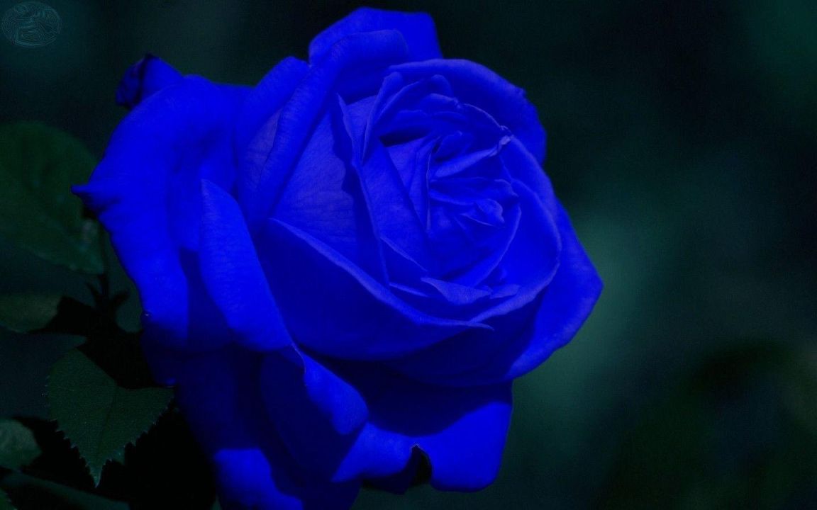 Синие розы HD