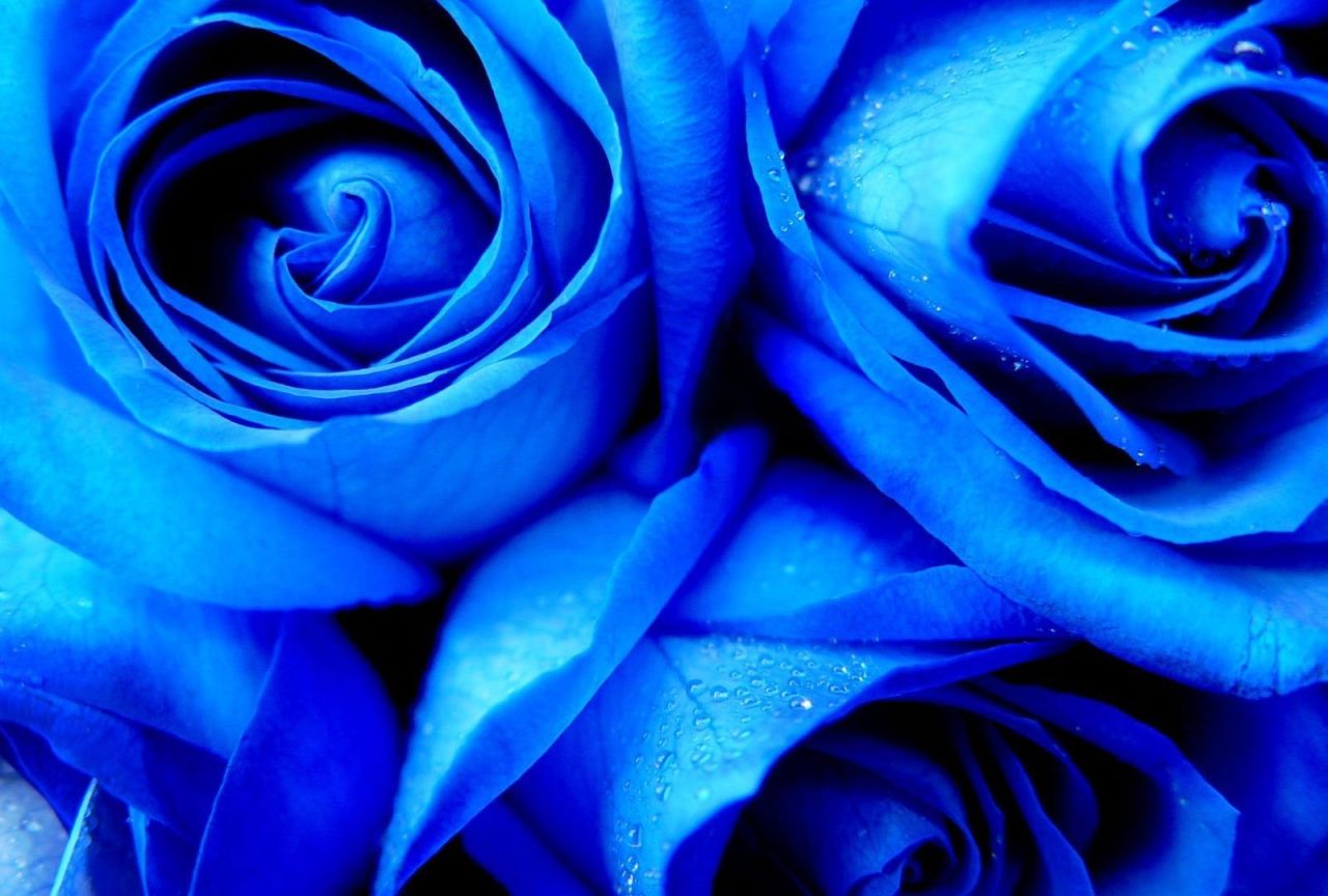 Три голубые розы