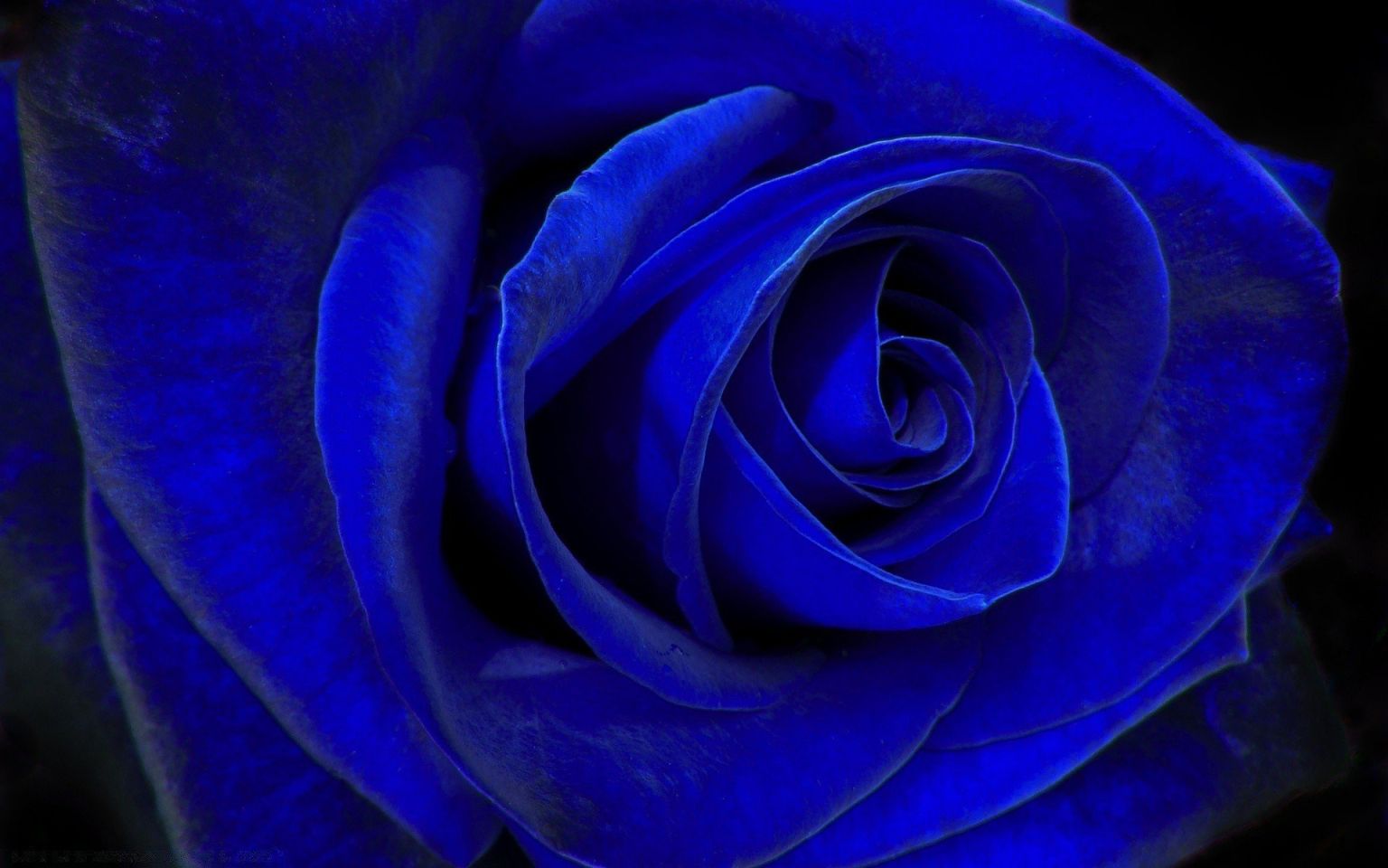 Роза бархатная голубая