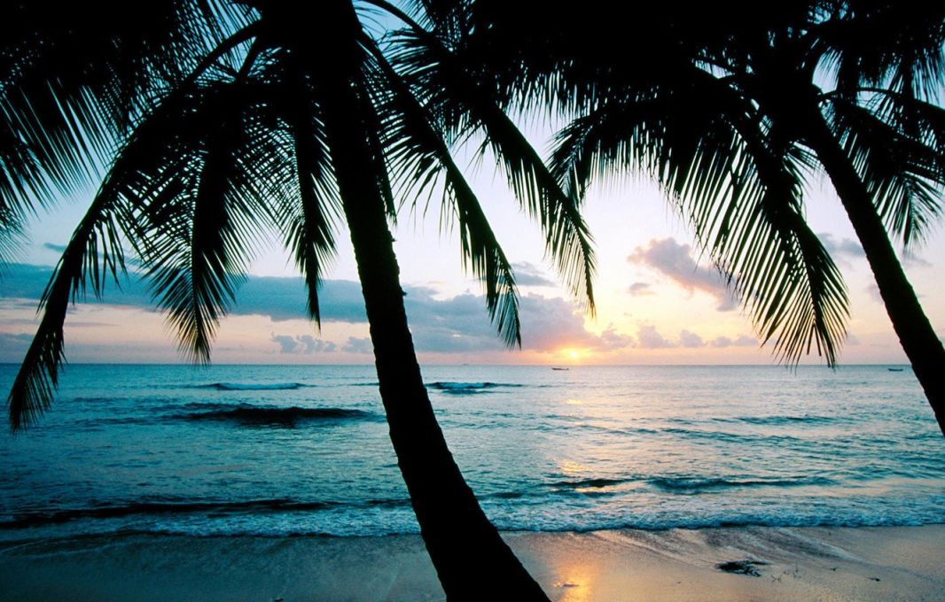 Океан пальмы закат