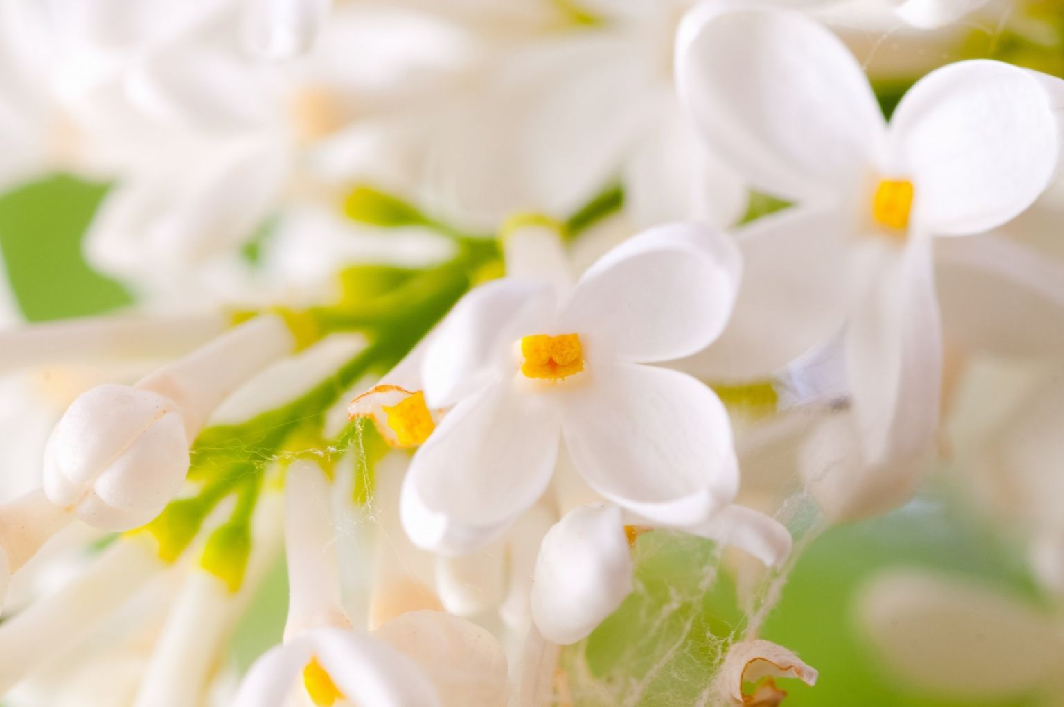 Белый мускус цветок