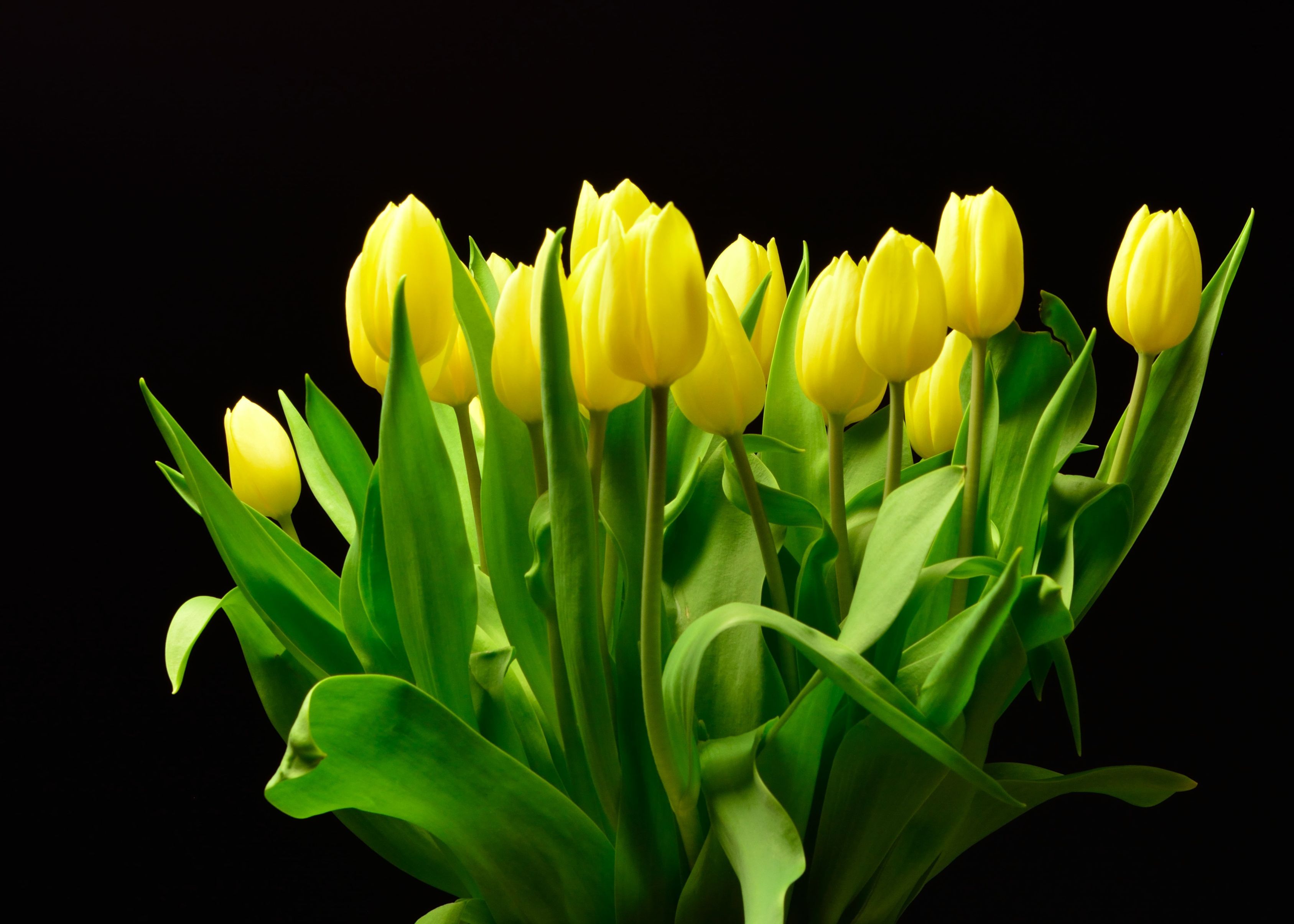 Первоцветы Дикие тюльпаны