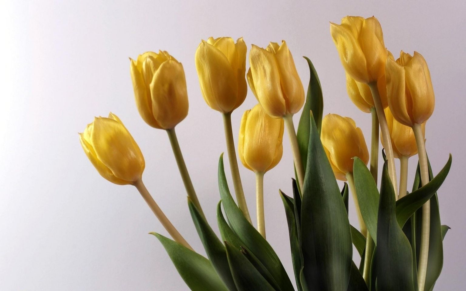 Желтые тюльпаны на черном фоне
