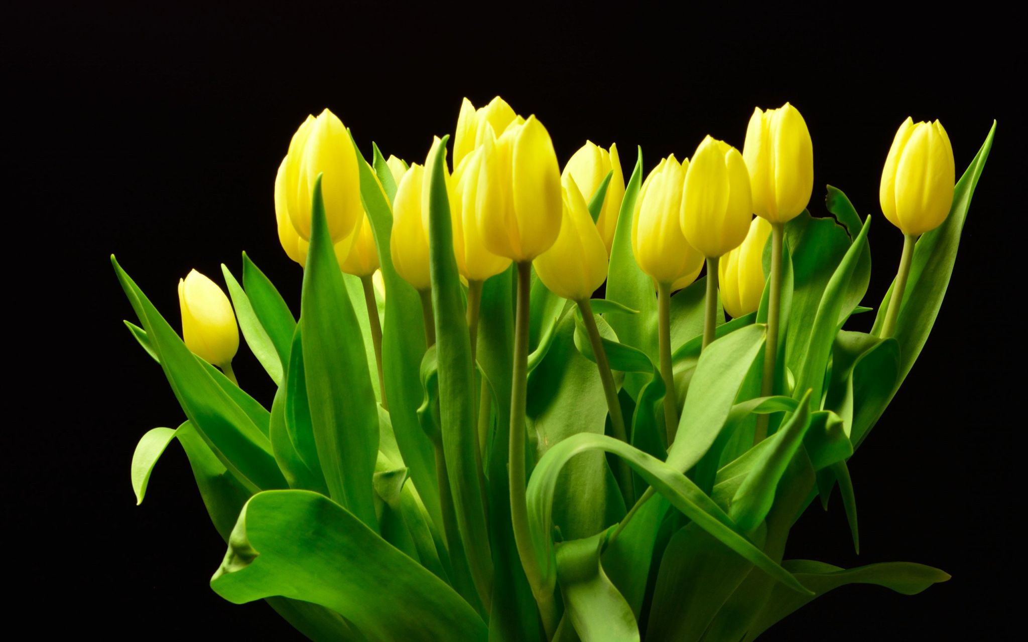 Фотообои желтые тюльпаны