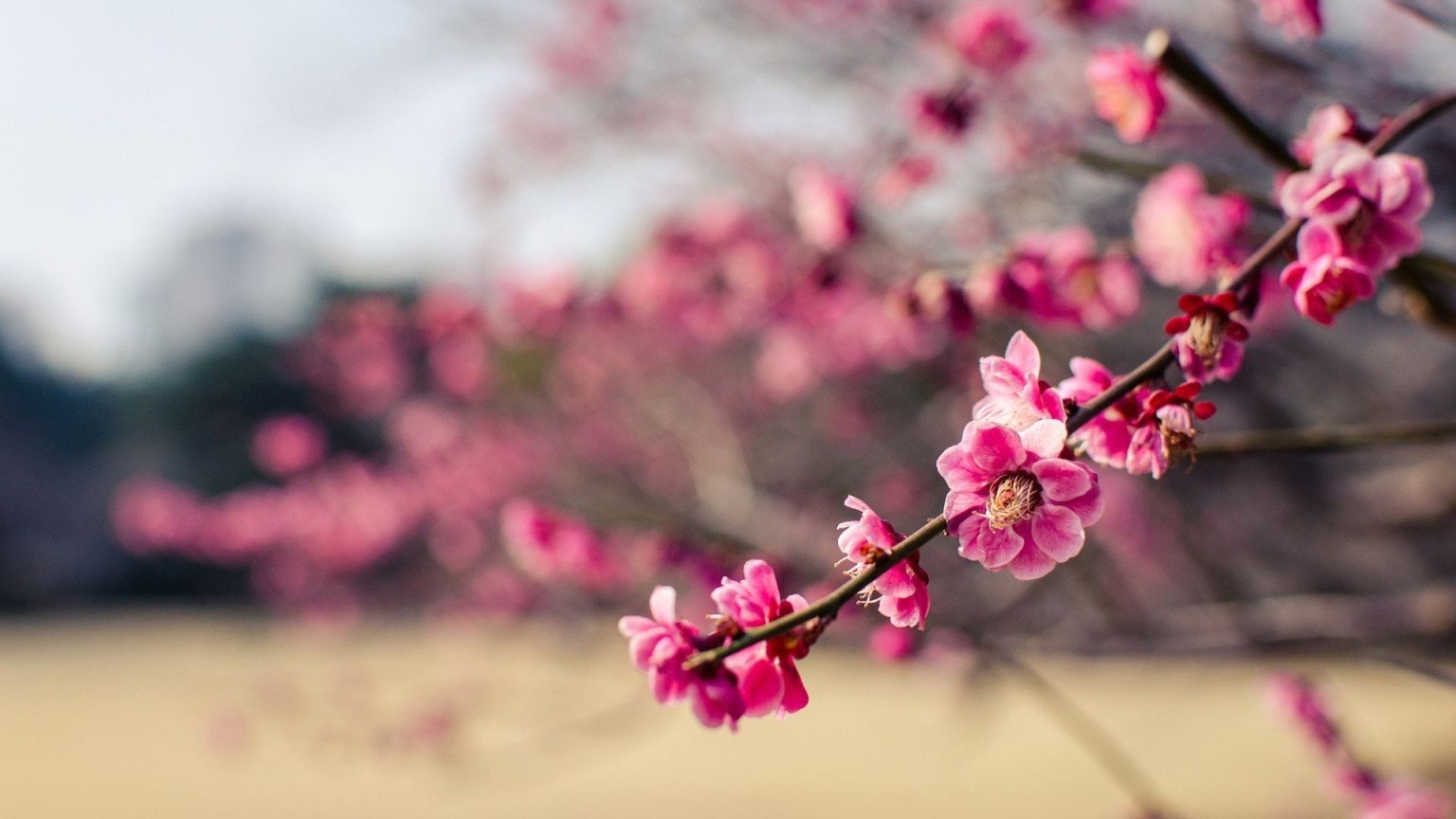 Сакура цветы вишни