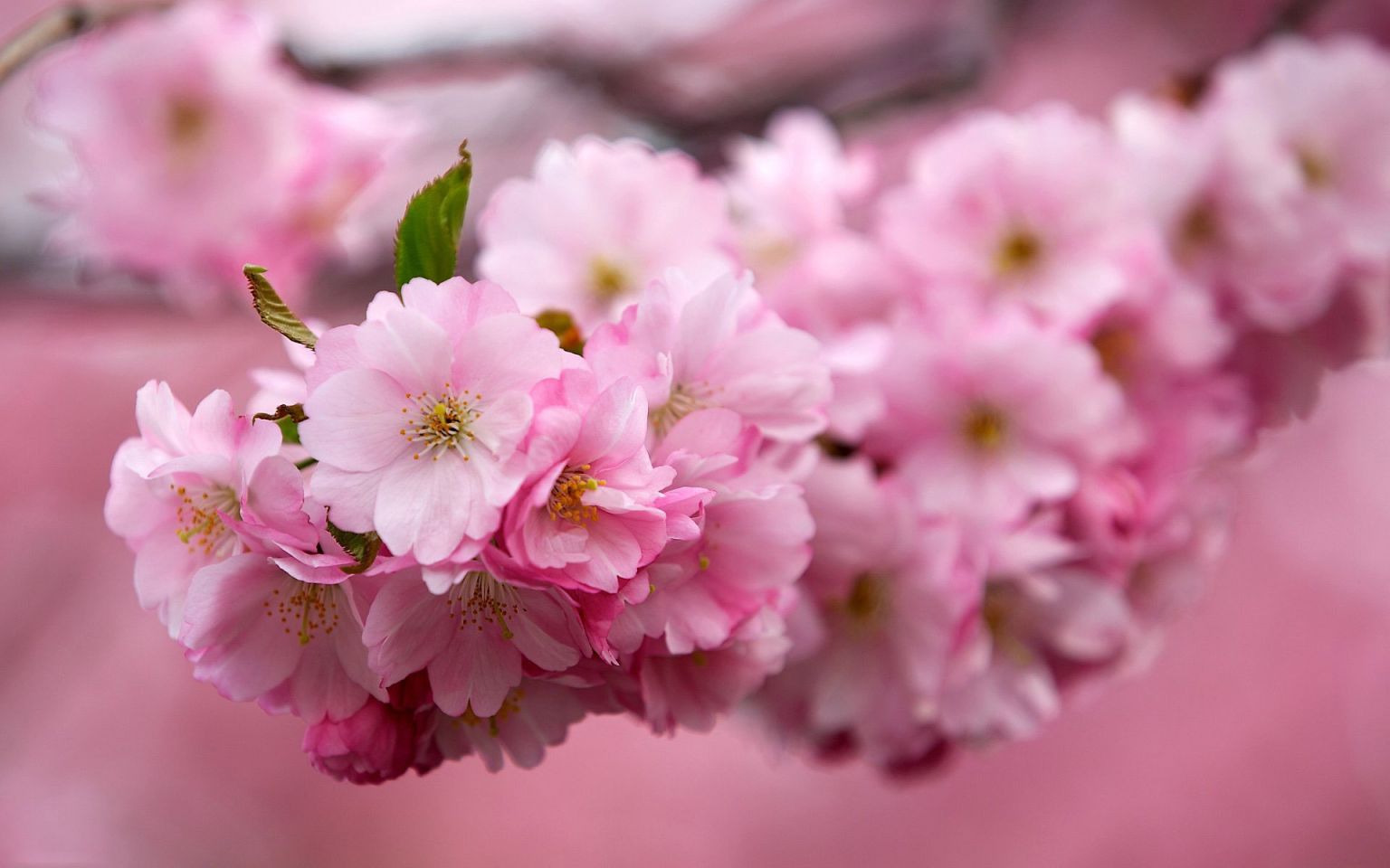 Цветение розовой Сакуры