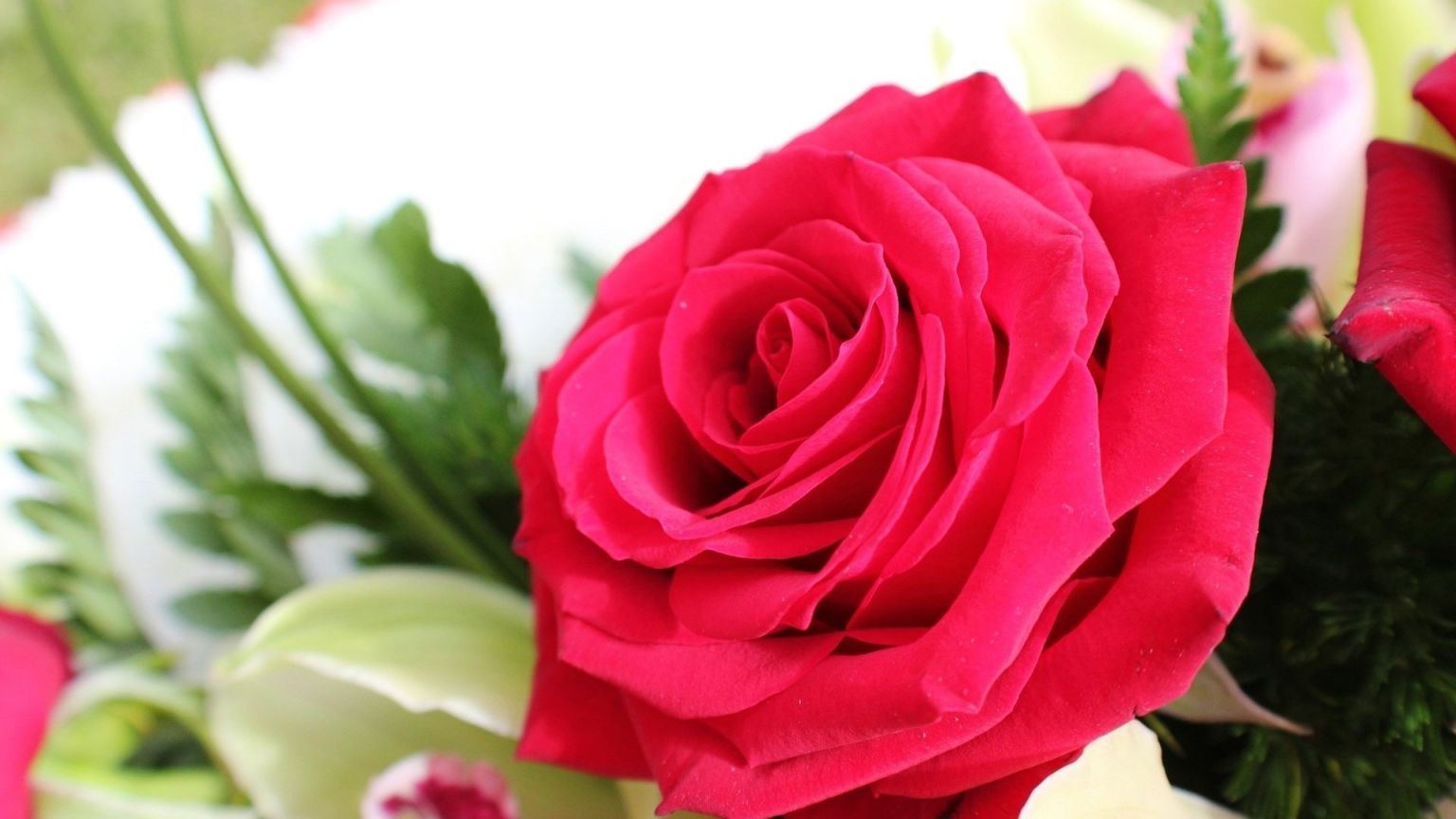 Красивые цветы на рабочий стол розы