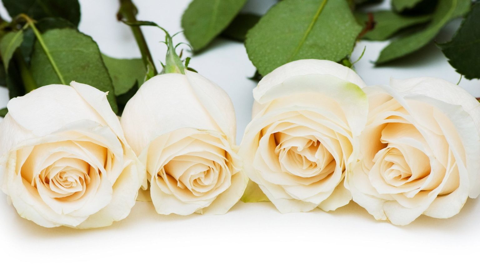 Цветы белые розы