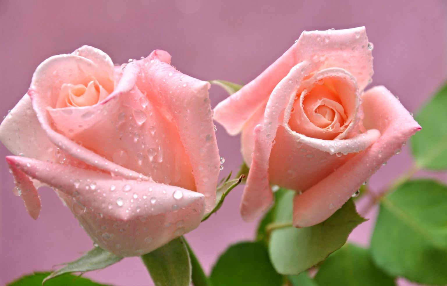 Розовая роза в росе