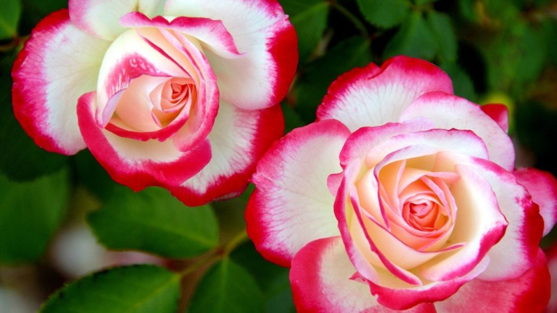 Роза чайно-гибридная питахайя