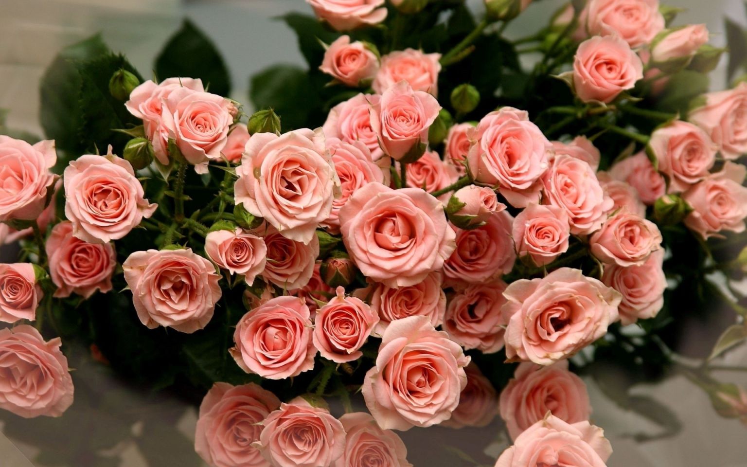 Роза кустовая Pink irishka