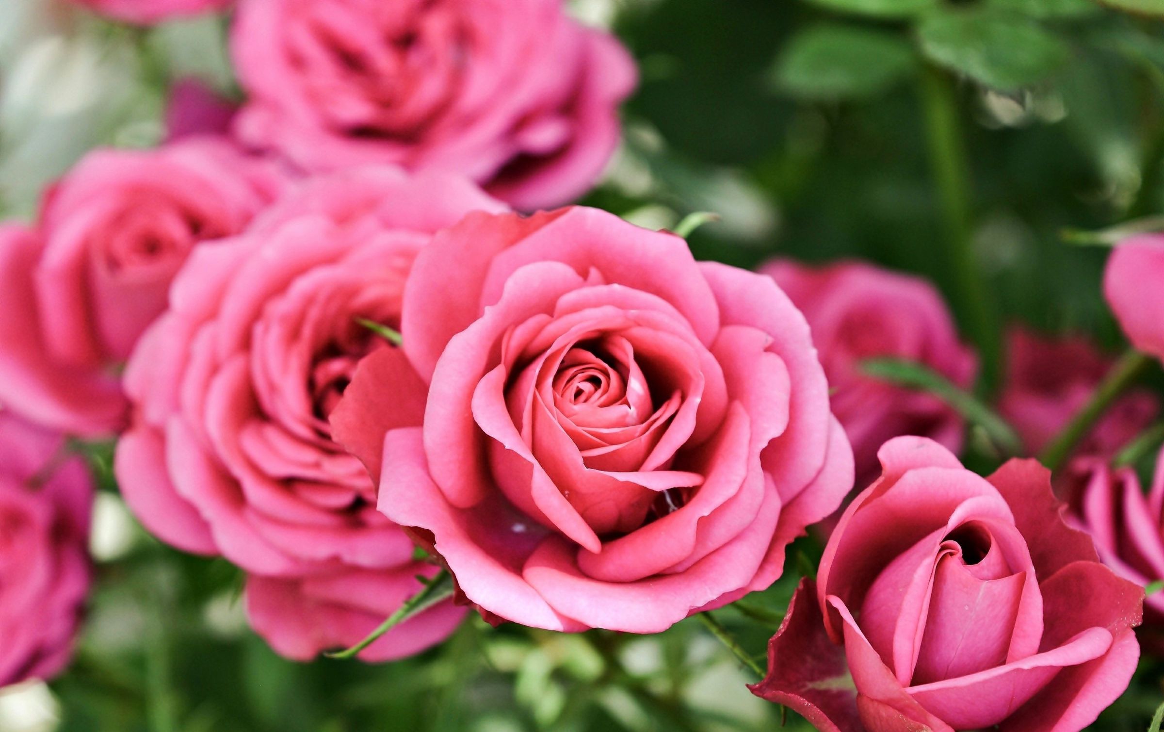 Розы Империал Роуз