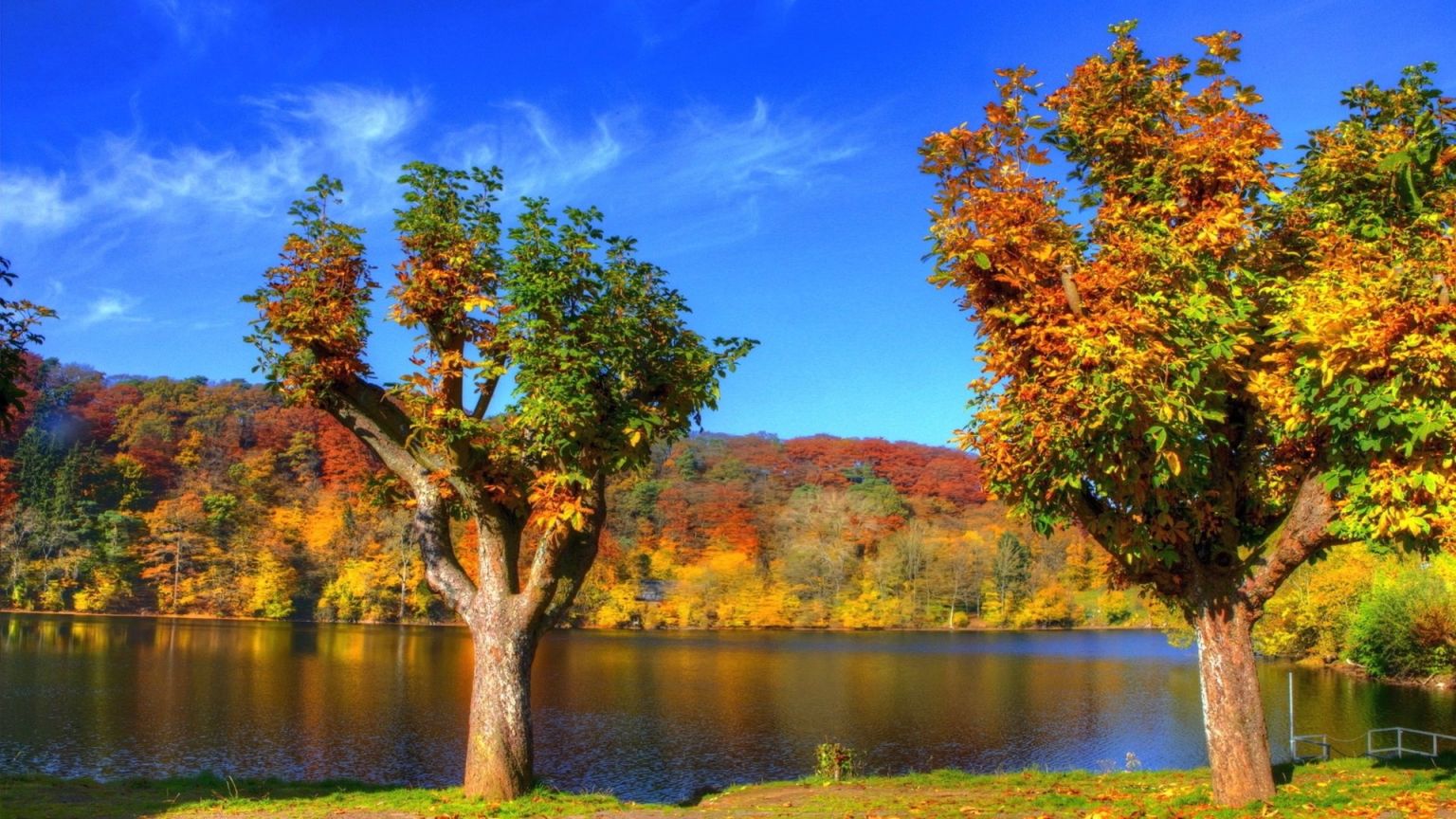 Осеннее дерево у реки
