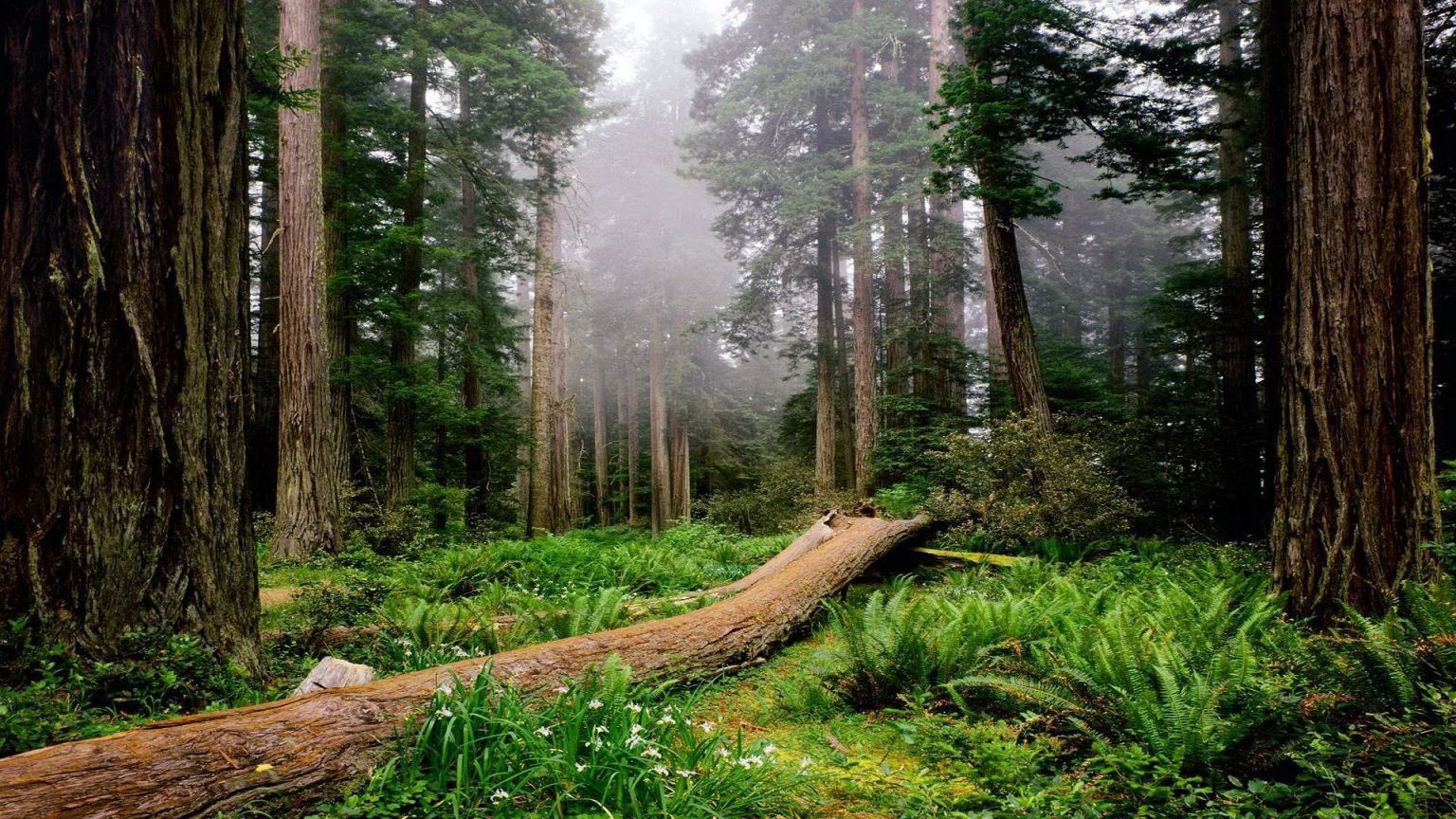 Содрейский лес