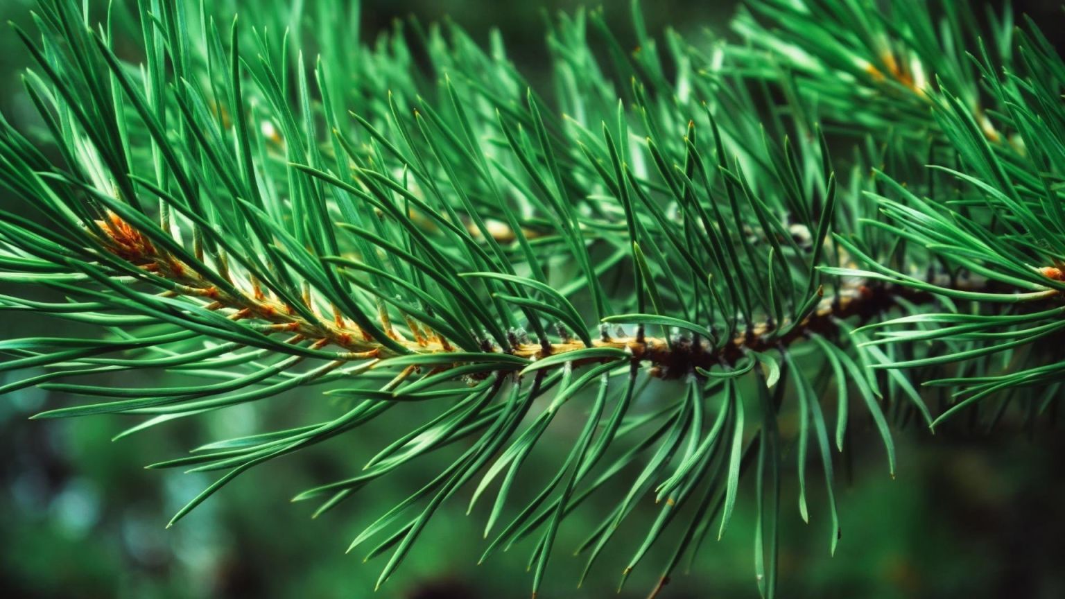 Сосна (Pinus д.) шишка