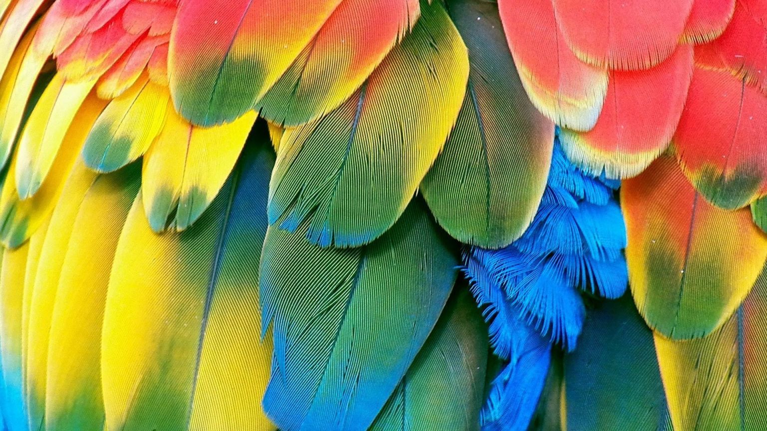 Птица с яркими перьями