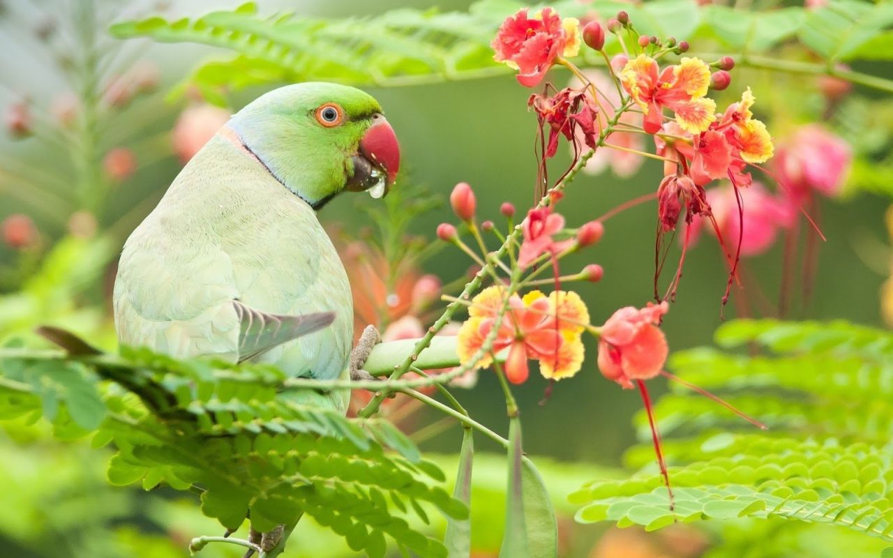 Ожереловый попугай в природе цветы