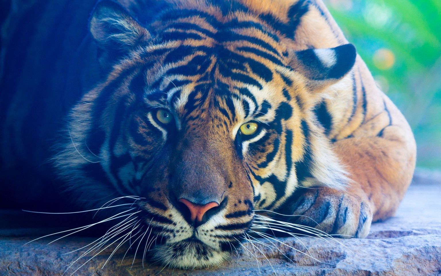 Индокитайский тигр с голубыми