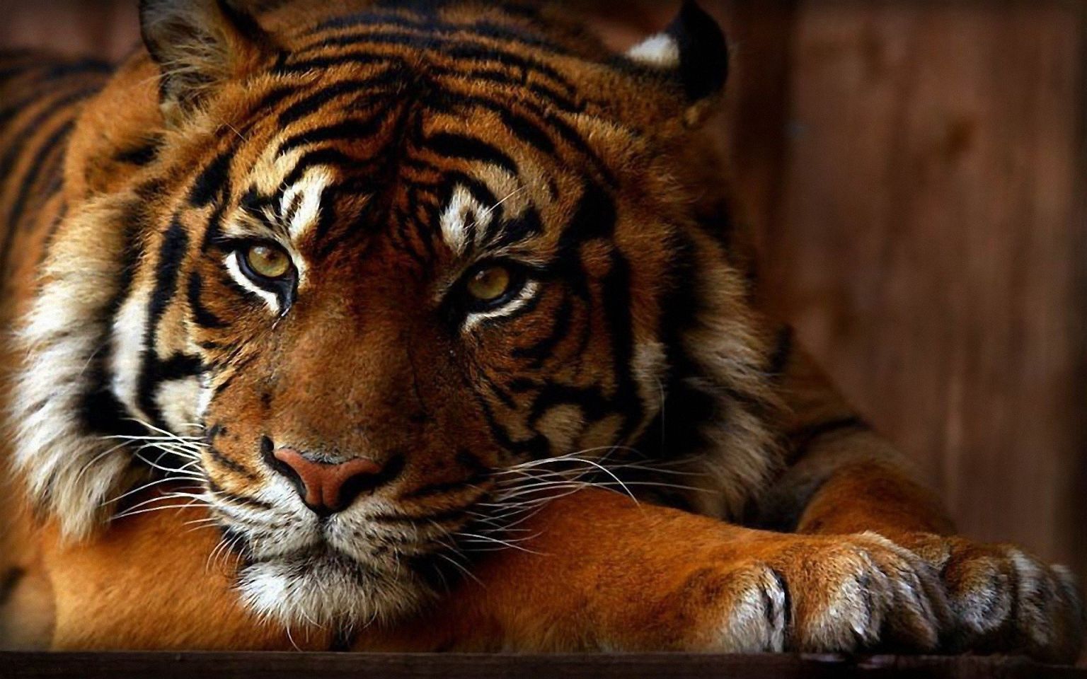 Кристальная мозаика тигр