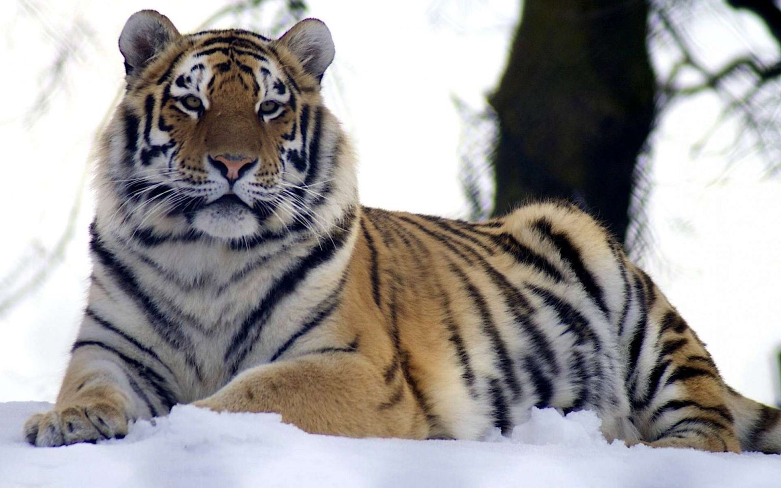 Амурский тигр красавец