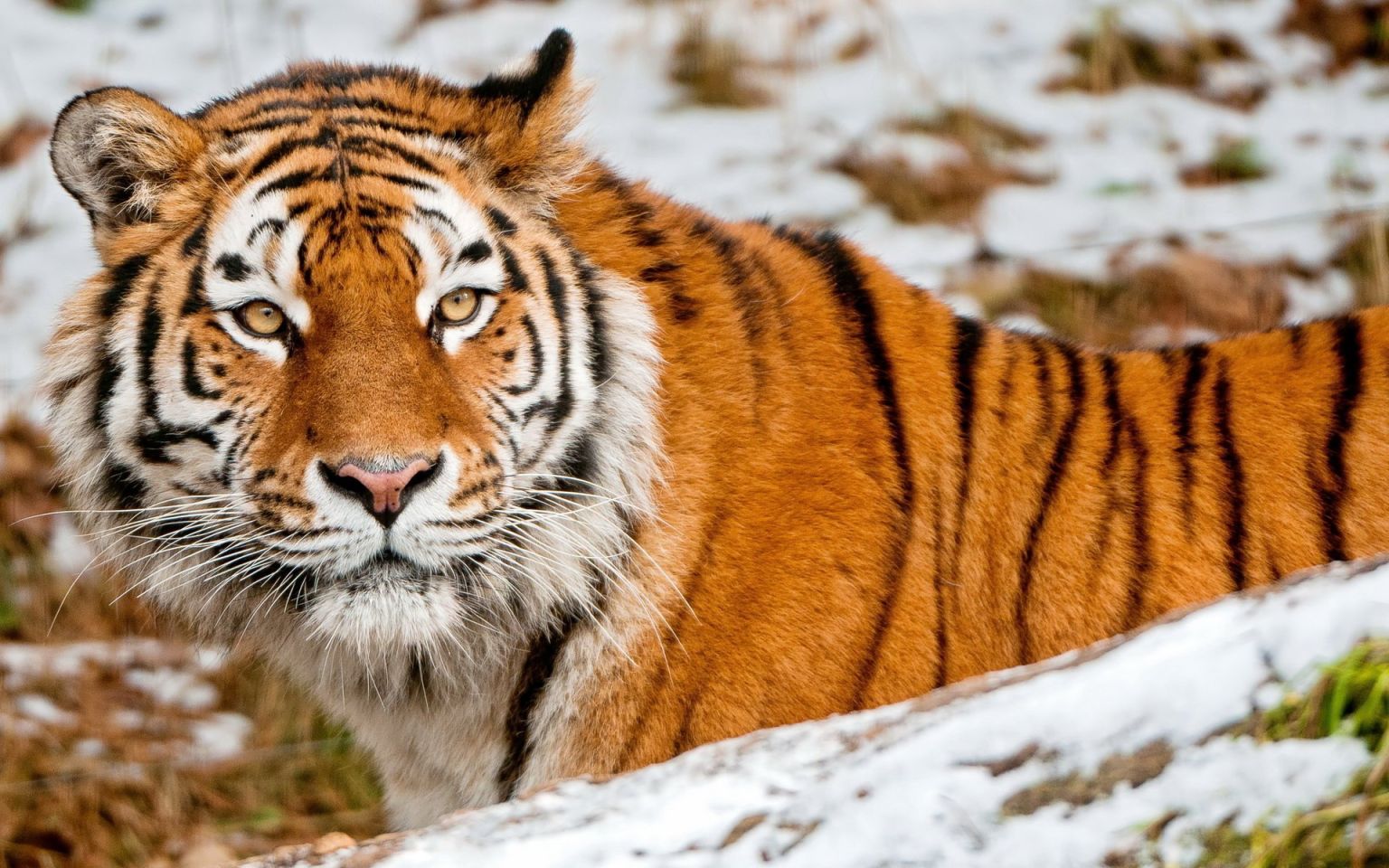 Уссурийский тигр фото