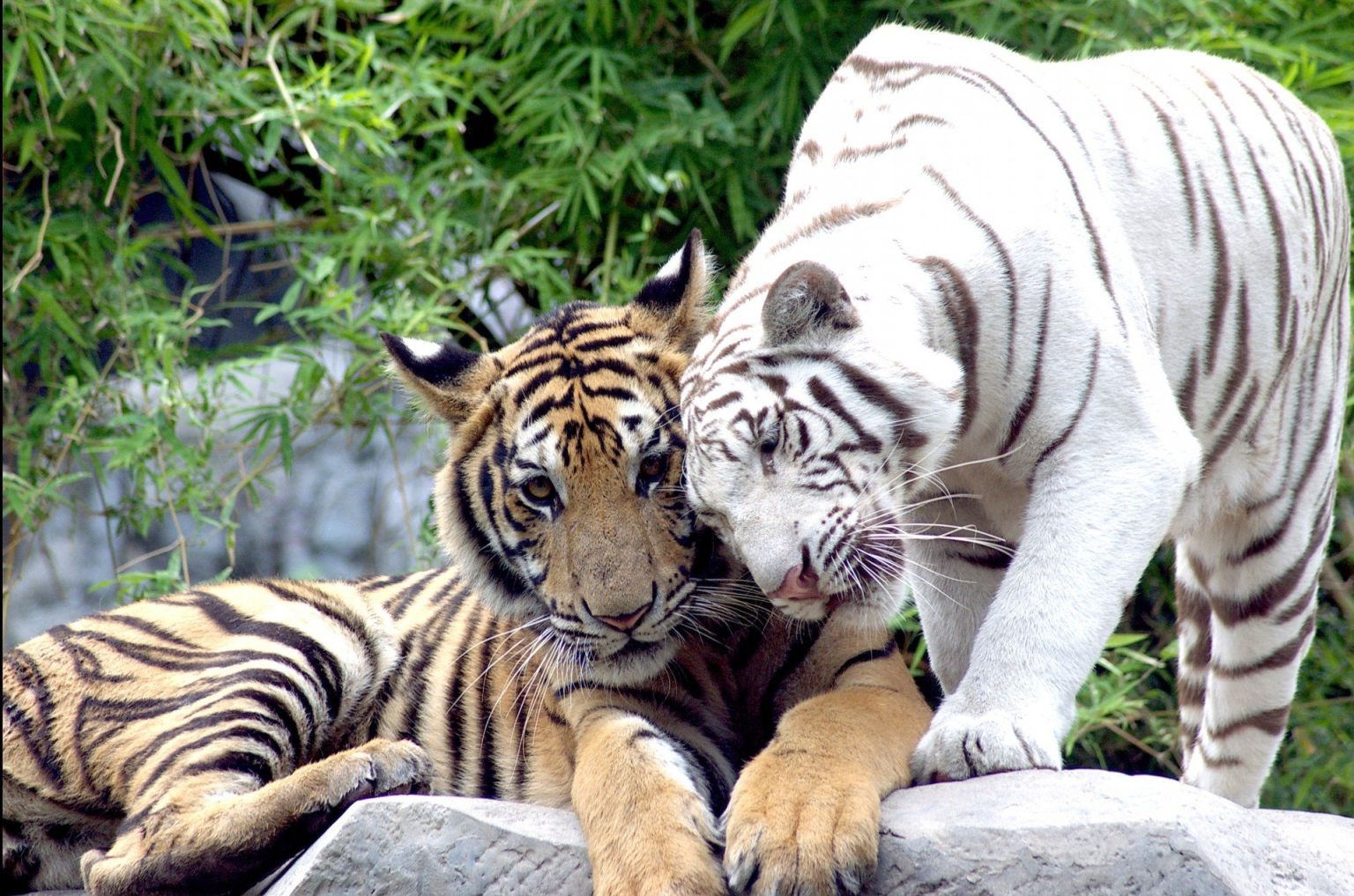 Амурский и бенгальский тигр