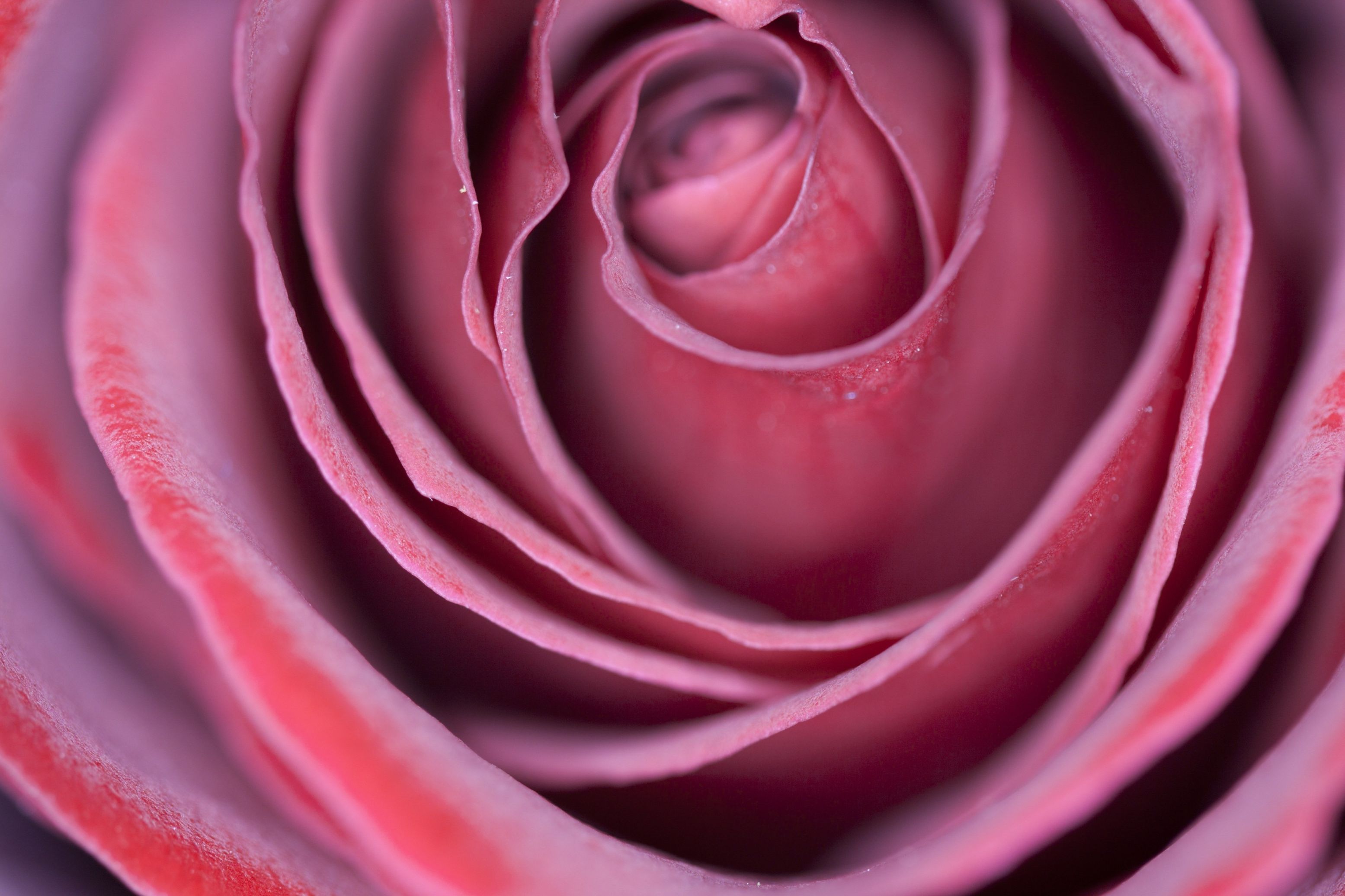 Цвет увядшей розы