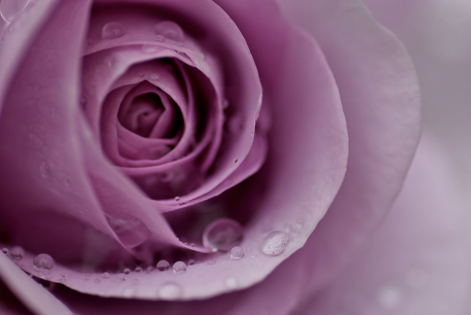 Цвет пыльная роза