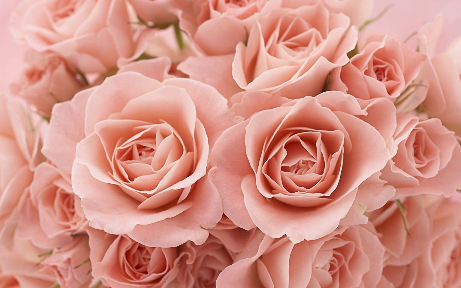 Пыльный розовый в природе
