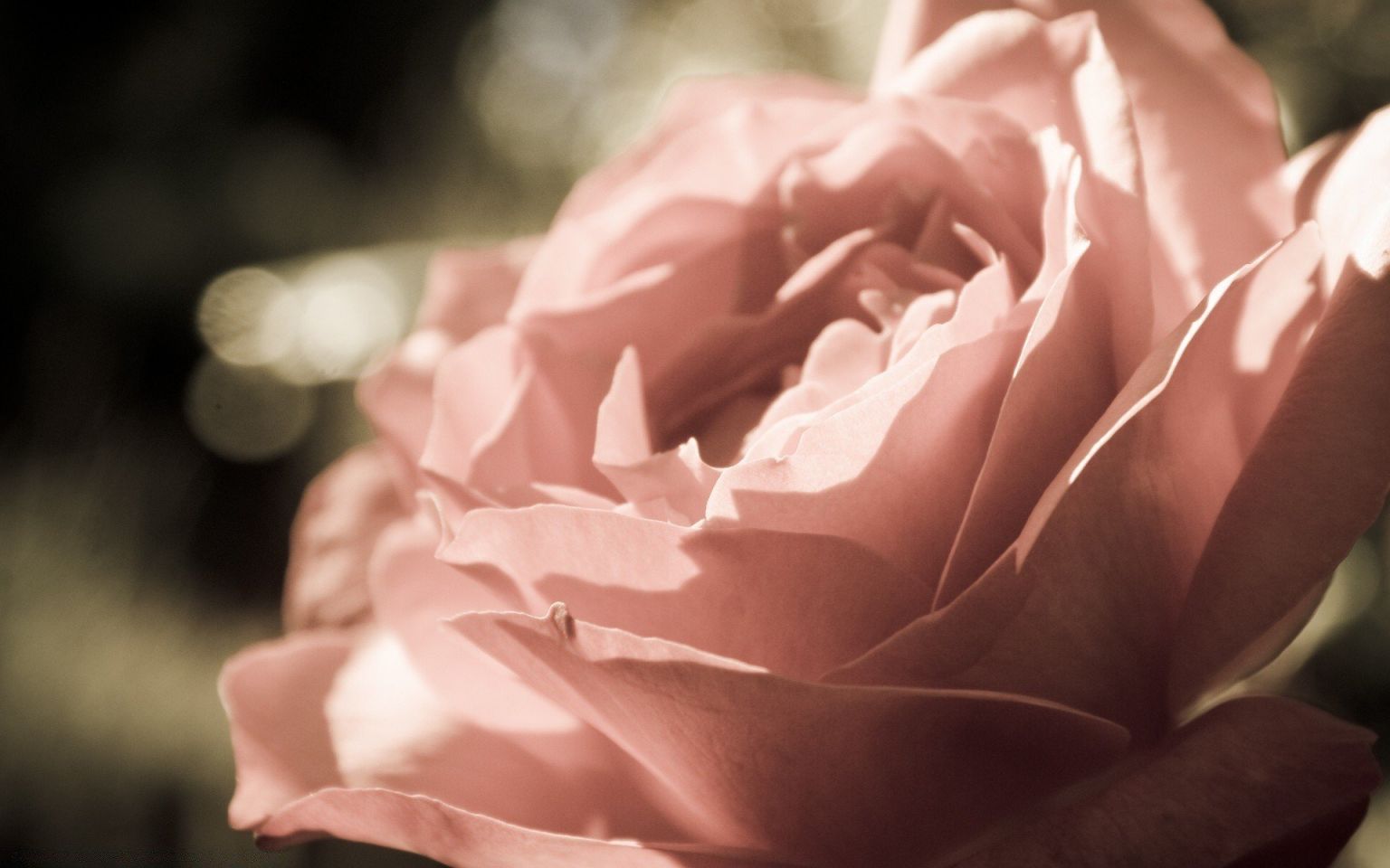 Розы пыльная роза пионовидная