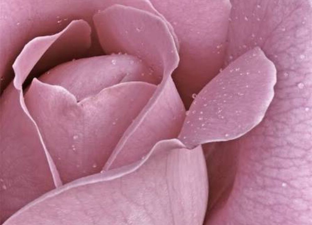 Грязно розовые розы