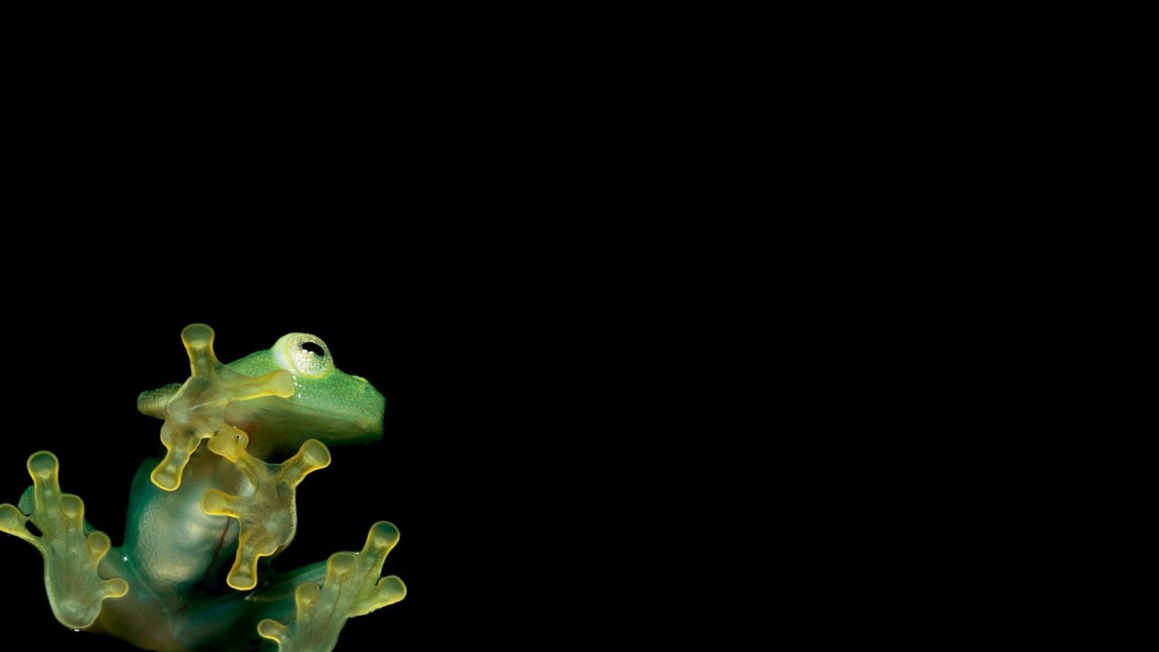 Ocean Frog