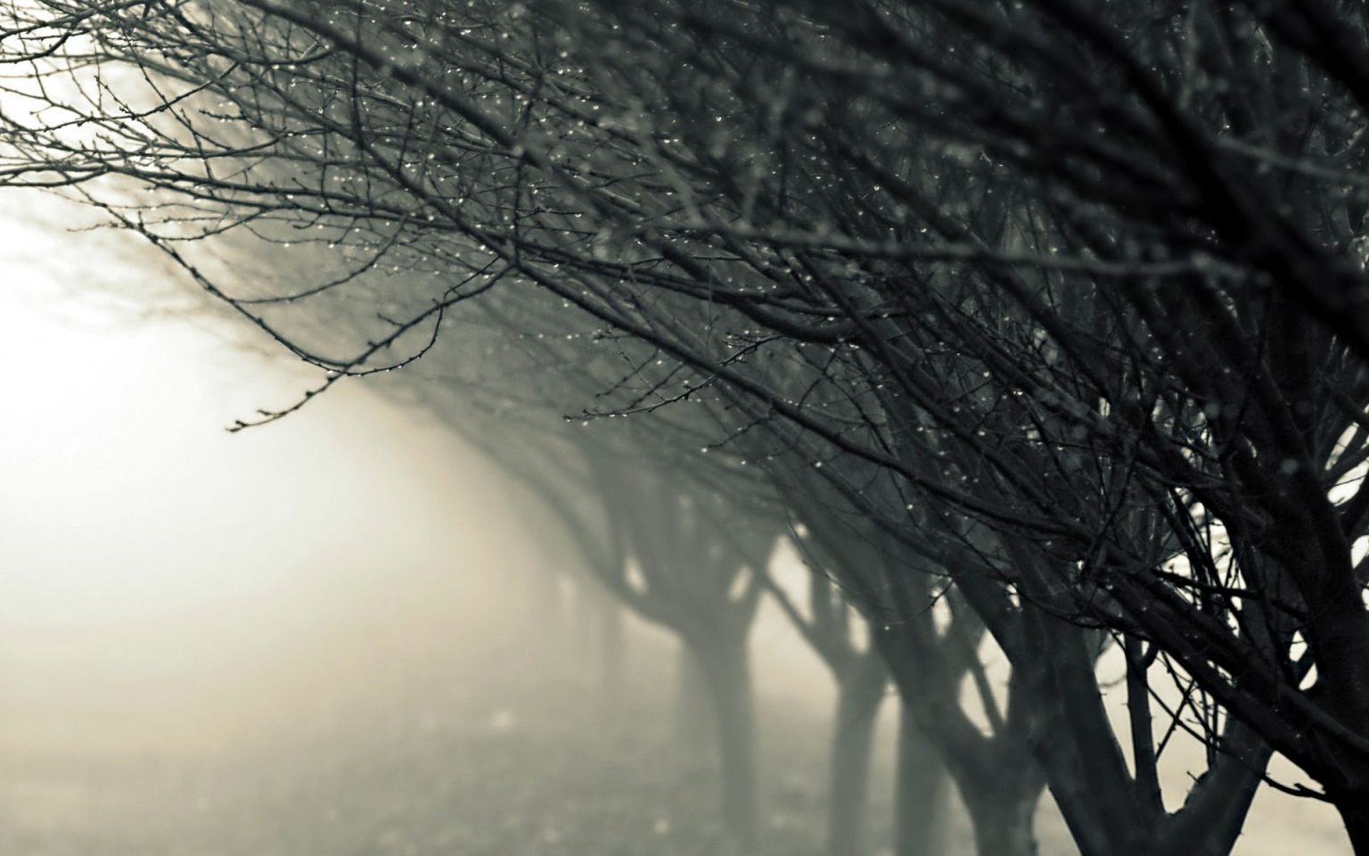 Красивые деревья в тумане