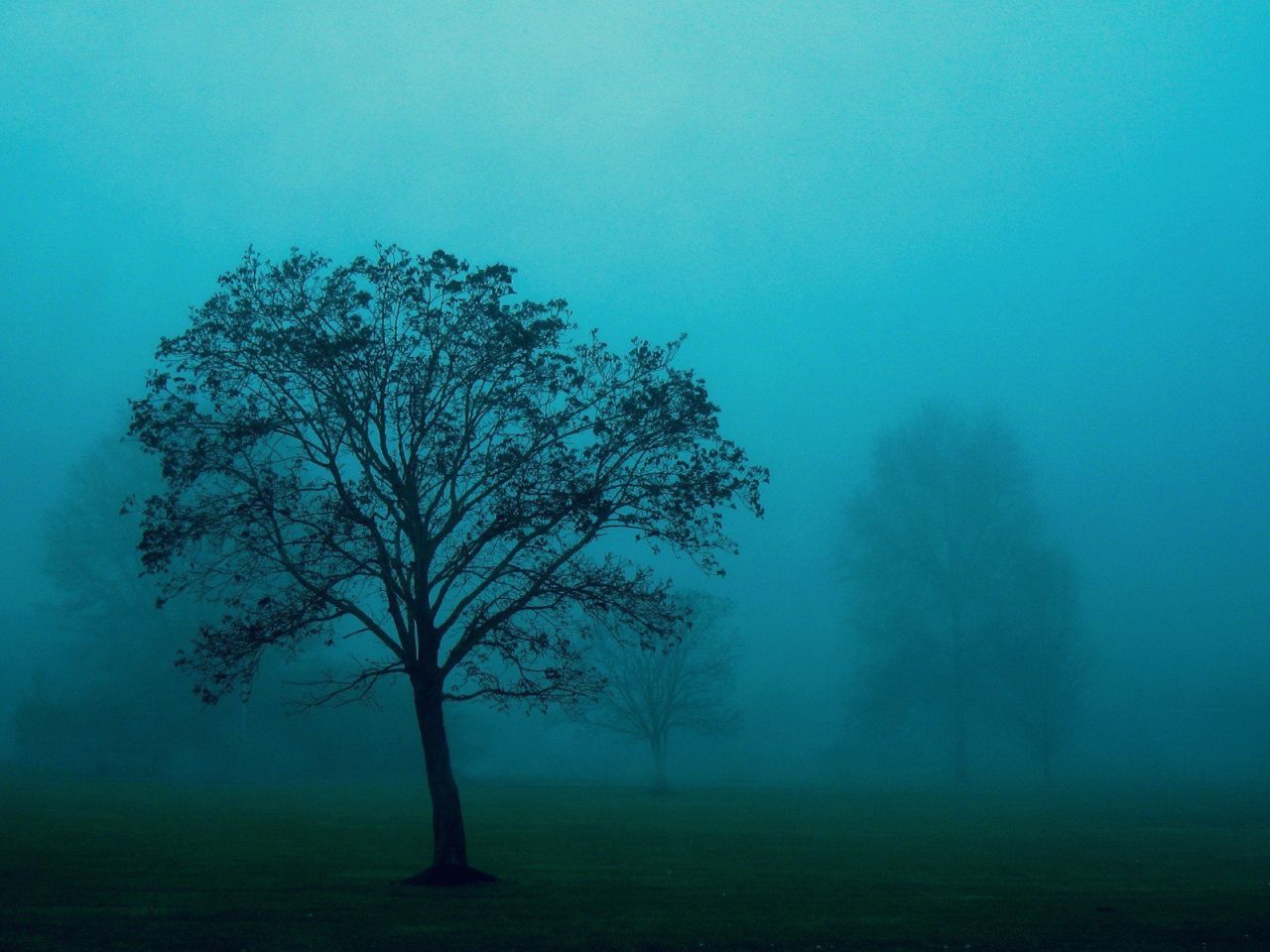 Одинокое дерево в тумане