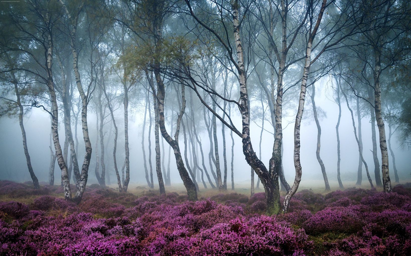 Осенний лес в тумане