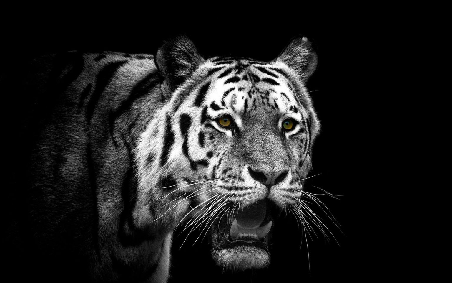 Тигрица на темном фоне