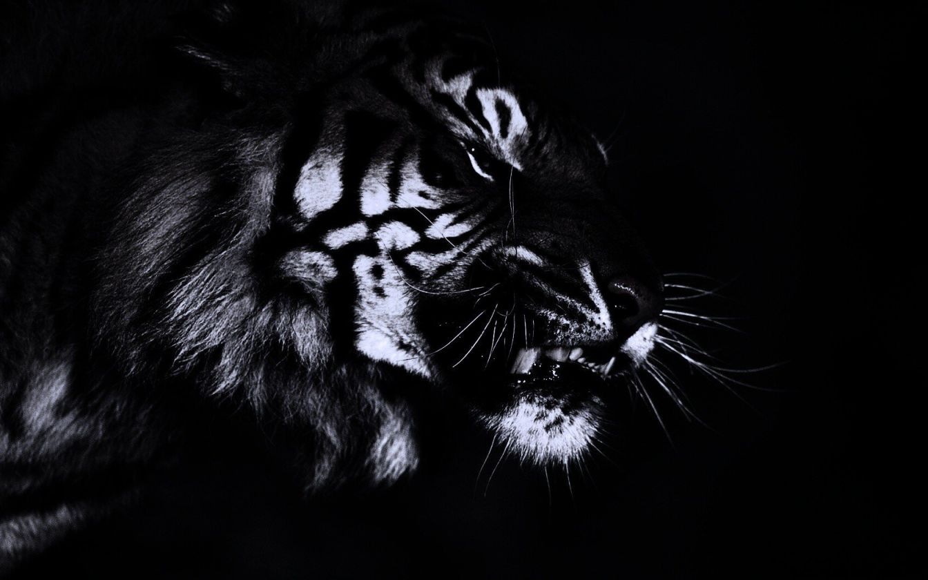 Тигр на черном фоне