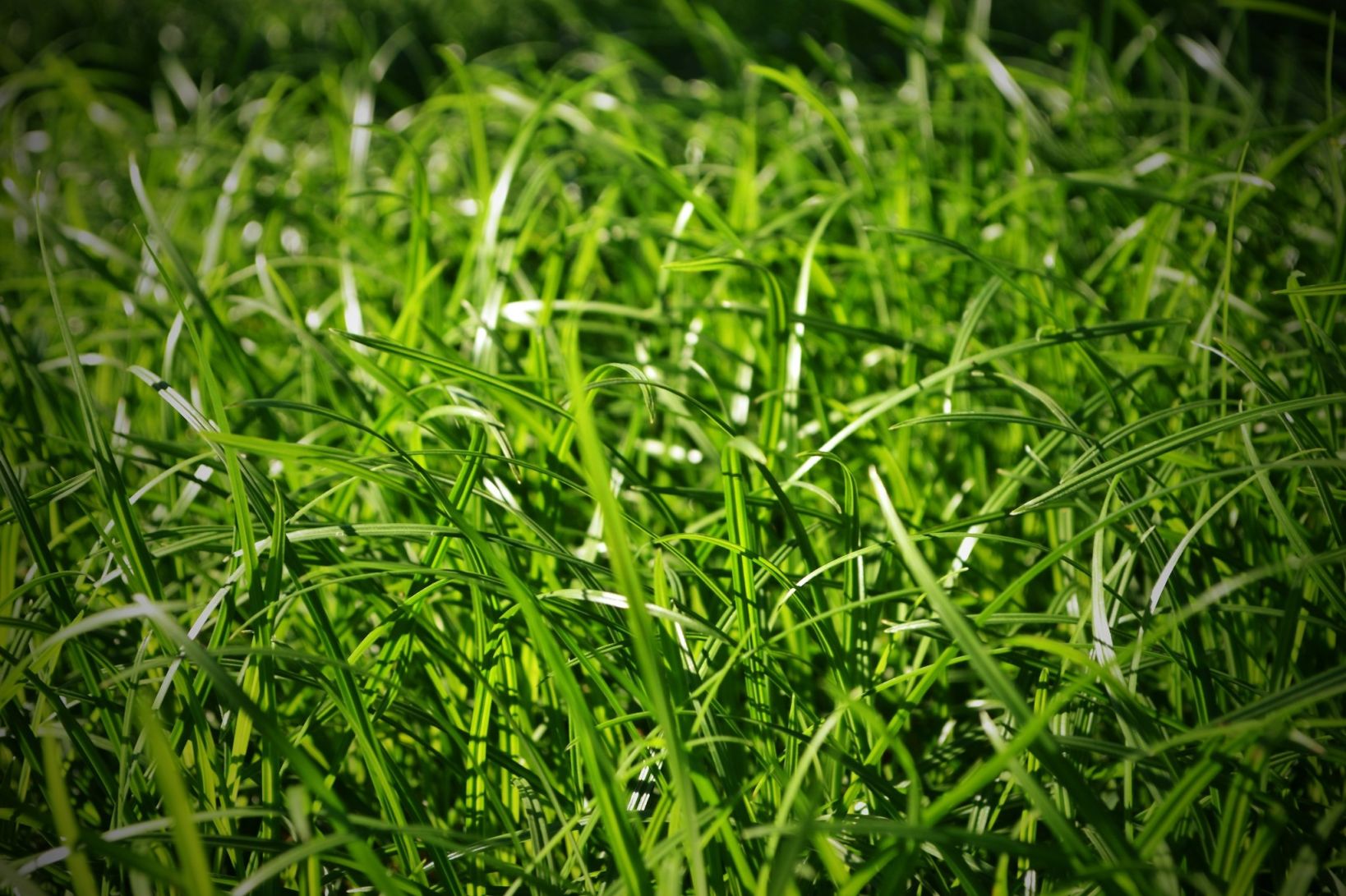 Сочная трава
