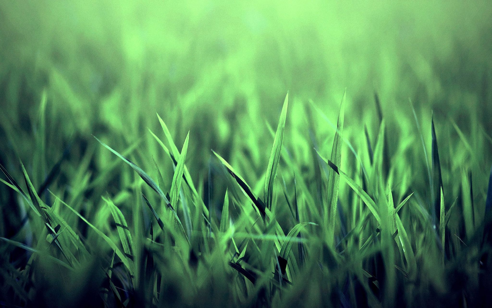 Красивая трава