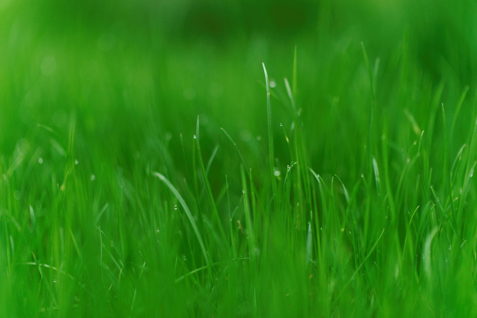 Сочная трава
